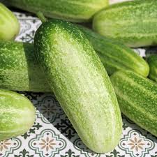 Image result for Gurke