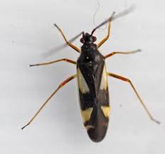 Attēlu rezultāti vaicājumam “Dryophilocoris flavoquadrimaculatus imago”