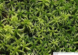 Attēlu rezultāti vaicājumam “Sphagnum girgensohnii”