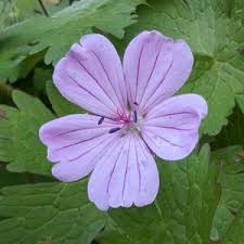 Attēlu rezultāti vaicājumam “Geranium bohemicum fruit”