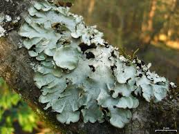 Attēlu rezultāti vaicājumam “Cetrelia olivetorum”