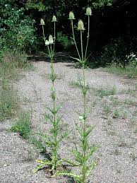 Image result for Dipsacus laciniatus