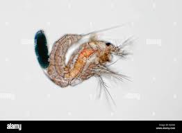 Attēlu rezultāti vaicājumam “Copepoda”