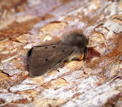 Attēlu rezultāti vaicājumam “Diaphora mendica”