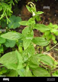 Attēlu rezultāti vaicājumam “Epilobium roseum”