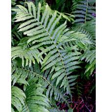 Attēlu rezultāti vaicājumam “Matteuccia struthiopteris”