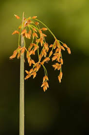 Attēlu rezultāti vaicājumam “Schoenoplectus lacustris subsp. glaucus flower”