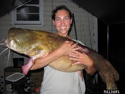 Image result for Pylodictis olivaris