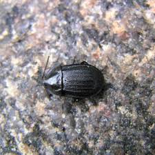 Attēlu rezultāti vaicājumam “Phosphuga atrata”