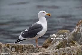 Attēlu rezultāti vaicājumam “Larus argentatus”