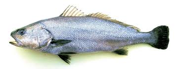 Image result for Argyrosomus regius