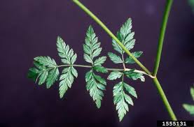 Attēlu rezultāti vaicājumam “Anthriscus sylvestris leaf”
