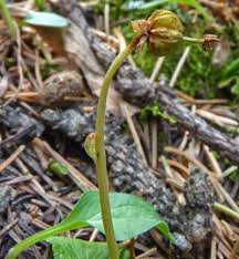 Attēlu rezultāti vaicājumam “Moneses uniflora fruit”