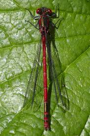 Attēlu rezultāti vaicājumam “Pyrrhosoma nymphula”