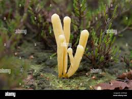 Attēlu rezultāti vaicājumam “Clavaria argillacea”