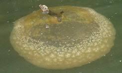 Attēlu rezultāti vaicājumam “Bryozoa”