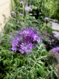 Image result for Phacelia