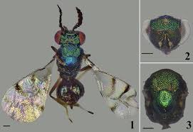 Attēlu rezultāti vaicājumam “Clossiana euphrosyne upperside”