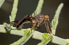 Attēlu rezultāti vaicājumam “Empididae”