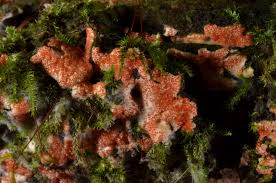 Attēlu rezultāti vaicājumam “Hypomyces armeniacus”