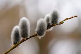 Attēlu rezultāti vaicājumam “Salix daphnoides subsp. acutifolia bud”