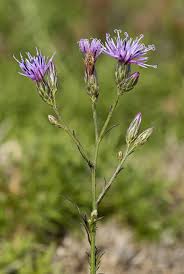 Attēlu rezultāti vaicājumam “Serratula tinctoria flower”