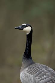 Attēlu rezultāti vaicājumam “Branta leucopsis adult”