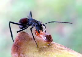 Attēlu rezultāti vaicājumam “Anthrenus sp. imago”