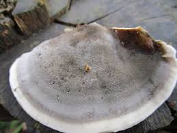 Attēlu rezultāti vaicājumam “Bjerkandera adusta”