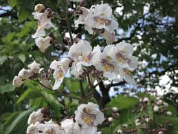 Attēlu rezultāti vaicājumam “Catalpa ovata”