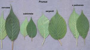 Attēlu rezultāti vaicājumam “Prunus armeniaca leaf”