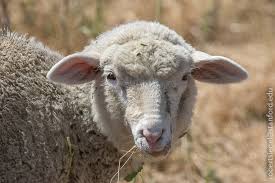 Attēlu rezultāti vaicājumam “Ovis aries”