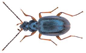 Attēlu rezultāti vaicājumam “Bembidion sp.”