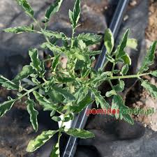 Afbeeldingsresultaat voor black elephant tomato