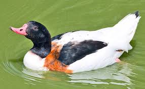 Attēlu rezultāti vaicājumam “Tadorna tadorna male”