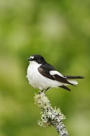 Attēlu rezultāti vaicājumam “Ficedula hypoleuca male”