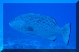 Image result for Mycteroperca venenosa