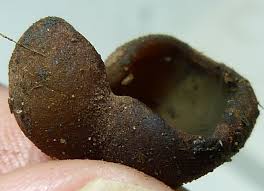 Attēlu rezultāti vaicājumam “Badhamia lilacina young”