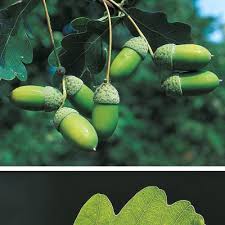 Attēlu rezultāti vaicājumam “Quercus robur fruit”