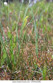 Attēlu rezultāti vaicājumam “Carex acutiformis leaf”