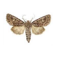 Attēlu rezultāti vaicājumam “Tholera decimalis male”