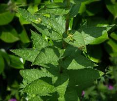 Attēlu rezultāti vaicājumam “Campanula latifolia leaf”