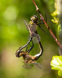 Attēlu rezultāti vaicājumam “Cordulia aenea”