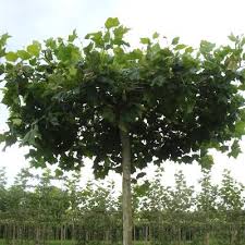 Attēlu rezultāti vaicājumam “Platanus x hispanica (syn. Platanus x acerifolia)”