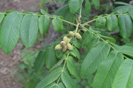 Attēlu rezultāti vaicājumam “Juglans mandshurica leaf”