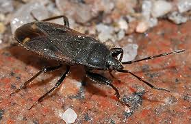 Attēlu rezultāti vaicājumam “Eremocoris plebejus”