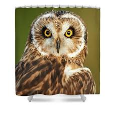 Attēlu rezultāti vaicājumam “Asio flammeus”