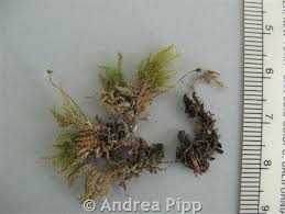 Attēlu rezultāti vaicājumam “Eurhynchiastrum pulchellum”