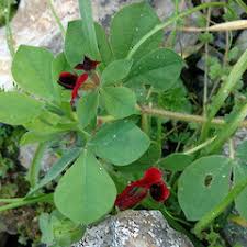 Image result for Lotus tetragonolobus