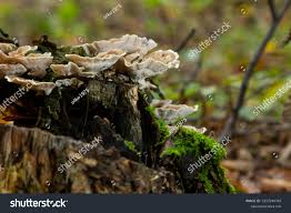 Attēlu rezultāti vaicājumam “Gloeophyllum odoratum”